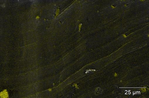 The same piece of pristine lithium metal with oxygen EDS counts displayed, showing little oxidation has occurred.